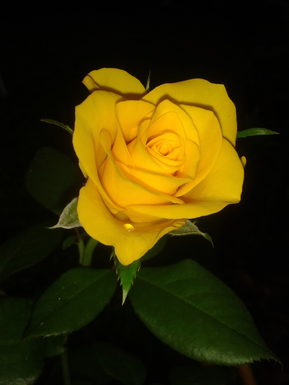 plant rose yellow free photo