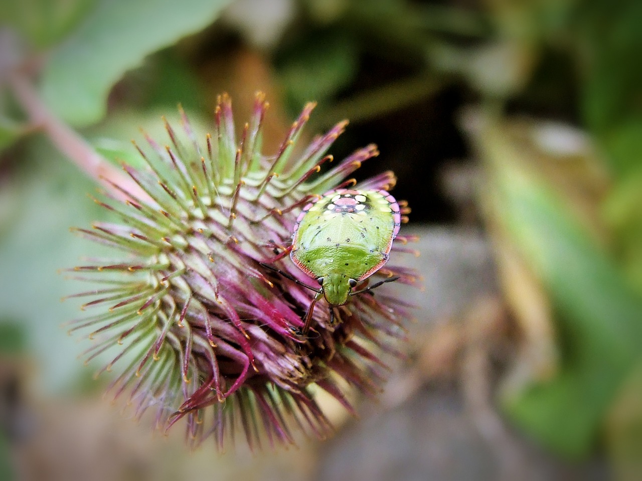 plant sprouts insect free photo