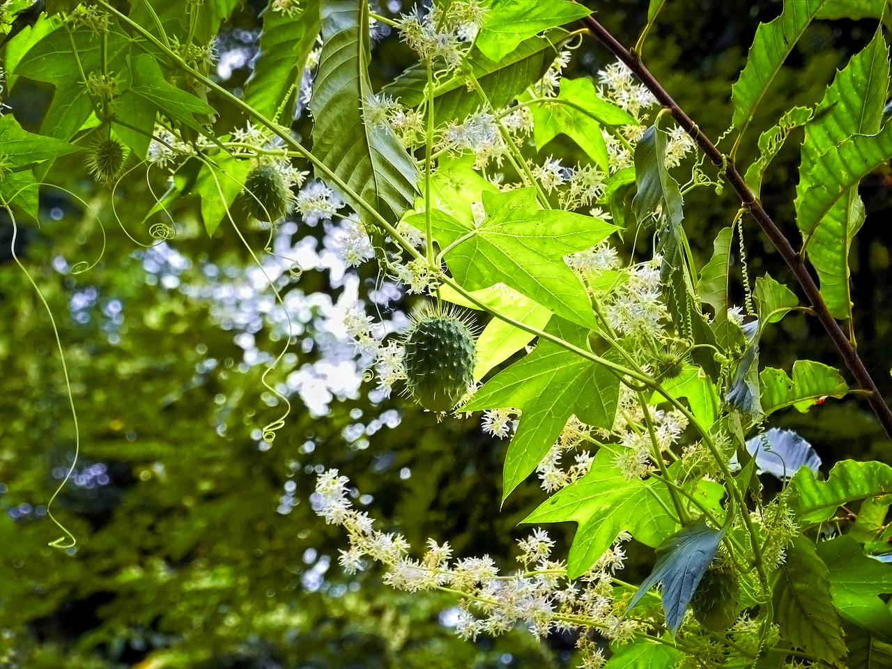 plant leaf green free photo