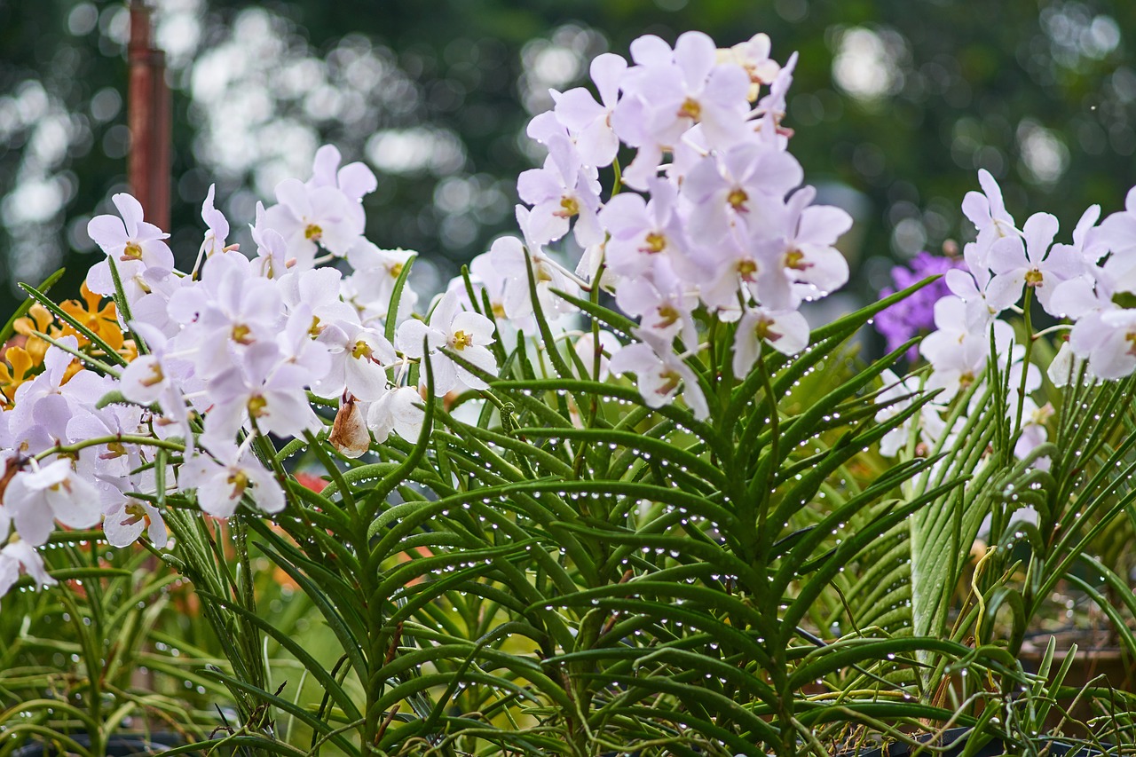 plant orchid decorative free photo