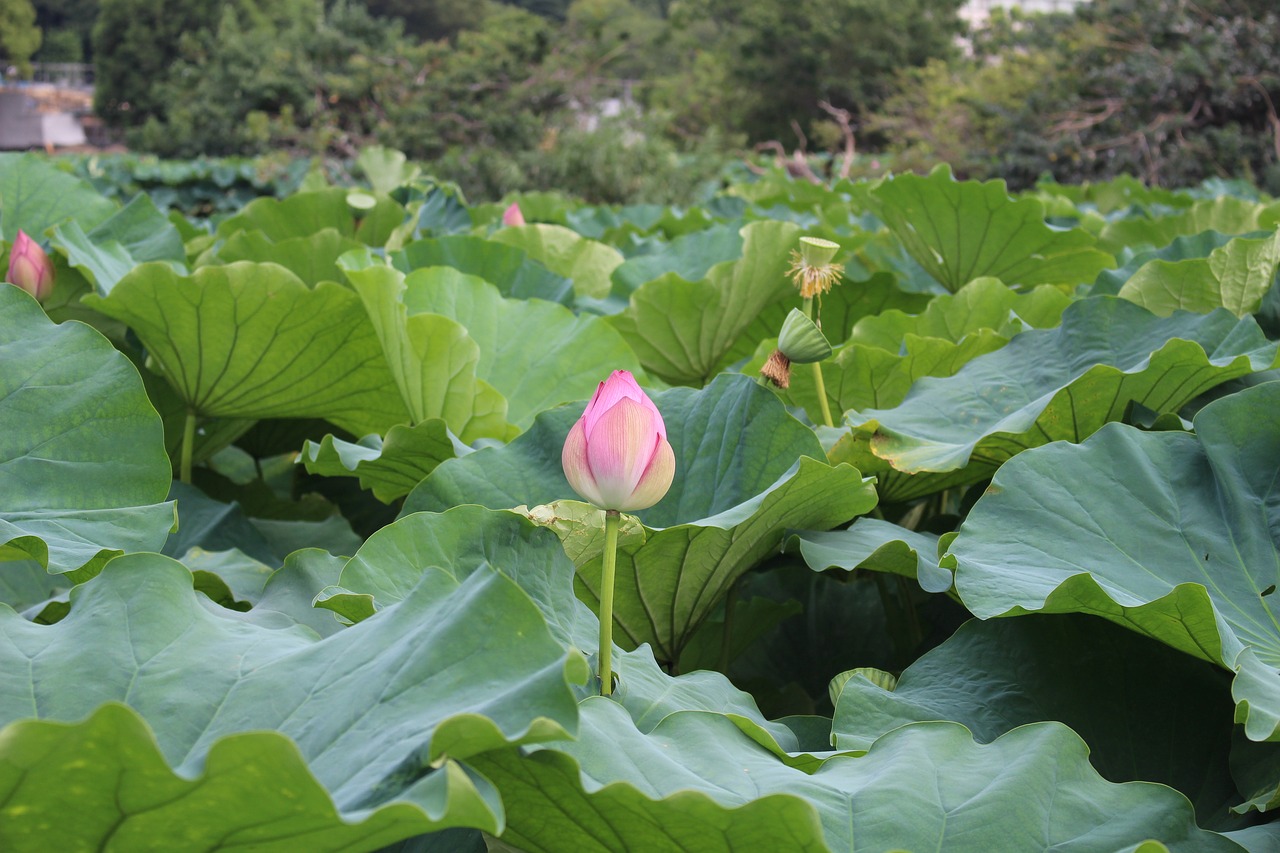 plant lotus leaf free photo