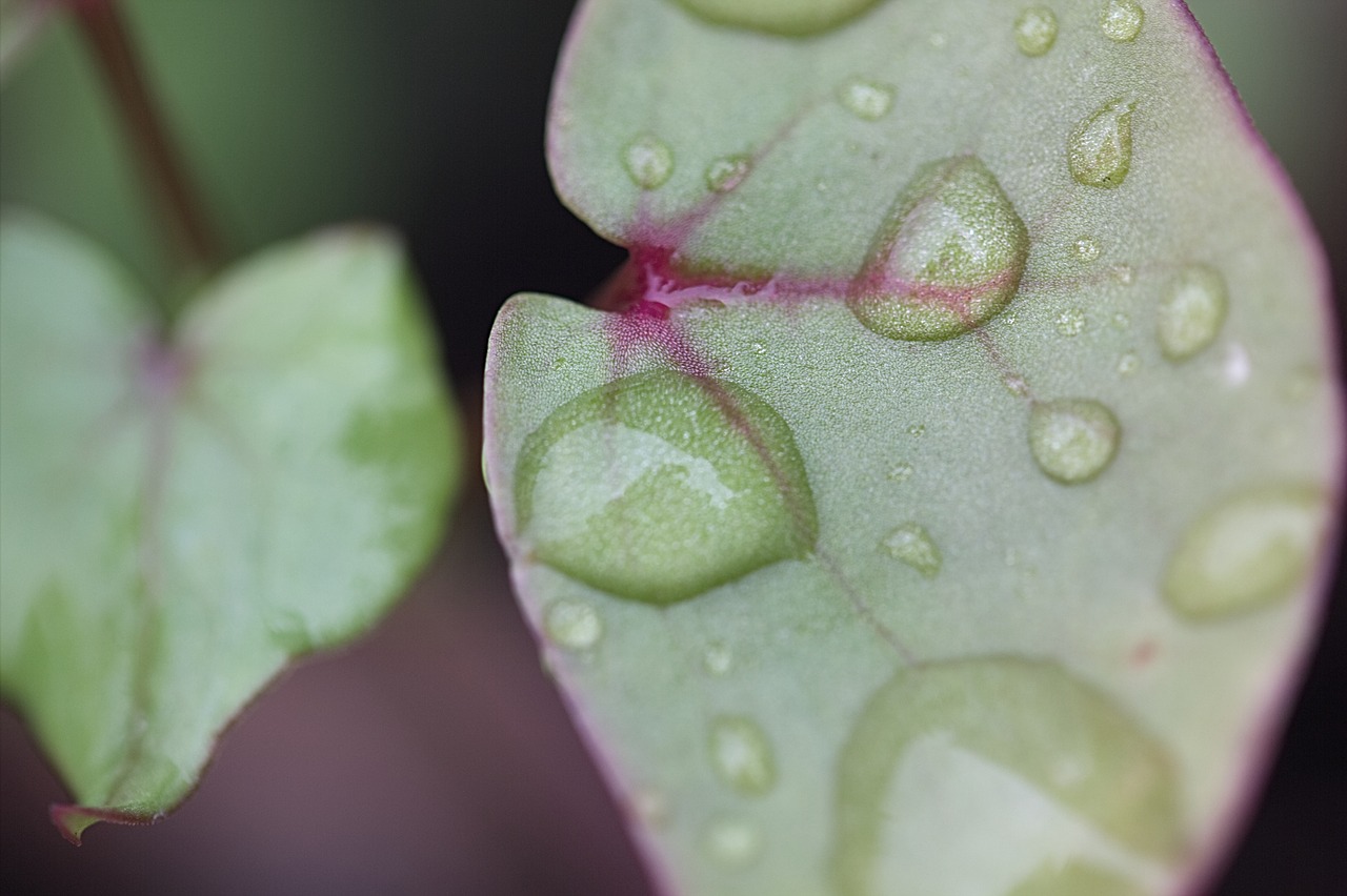 plant leaf flower free photo