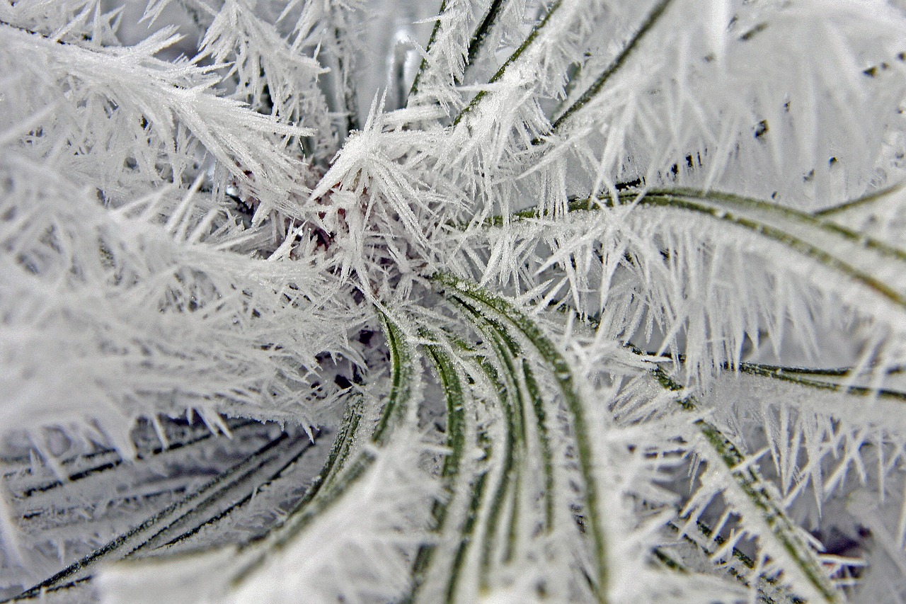 Cold frost. Ледяная трава. Ледяное растение. Кавказский морозный растение. Иней холод.