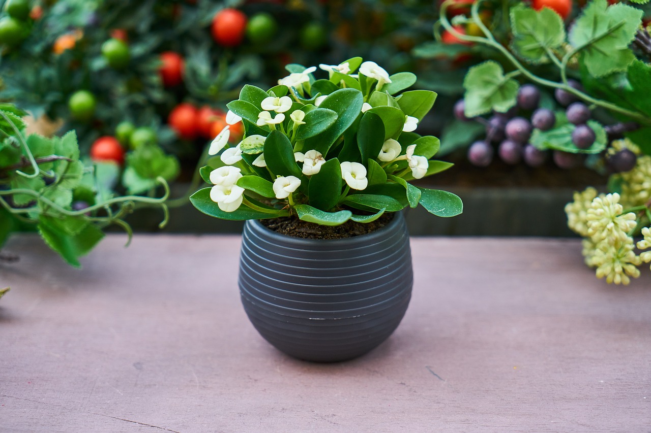 plant flowerpot oxygen free photo