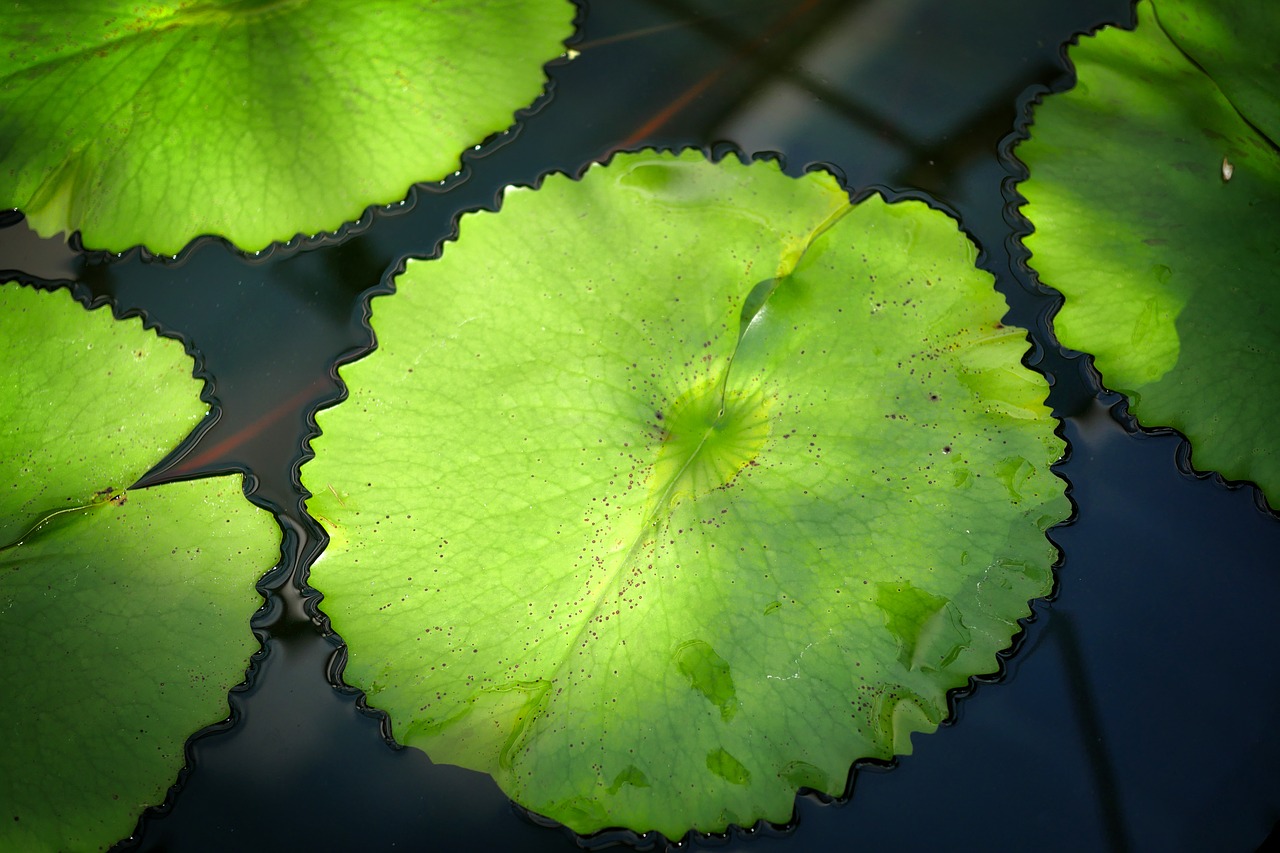 plant leaf nature free photo