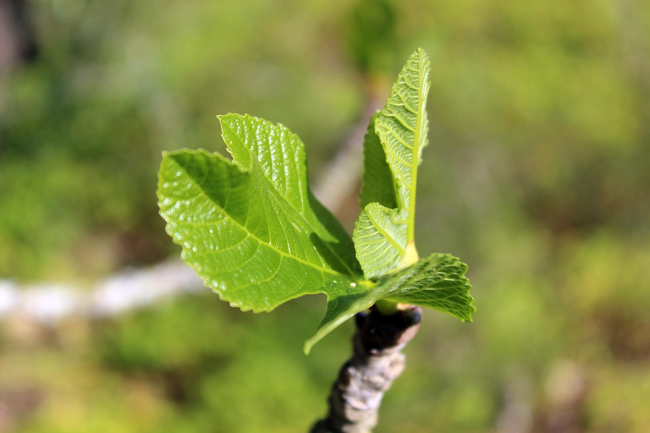 plant fig tree mallorca free photo