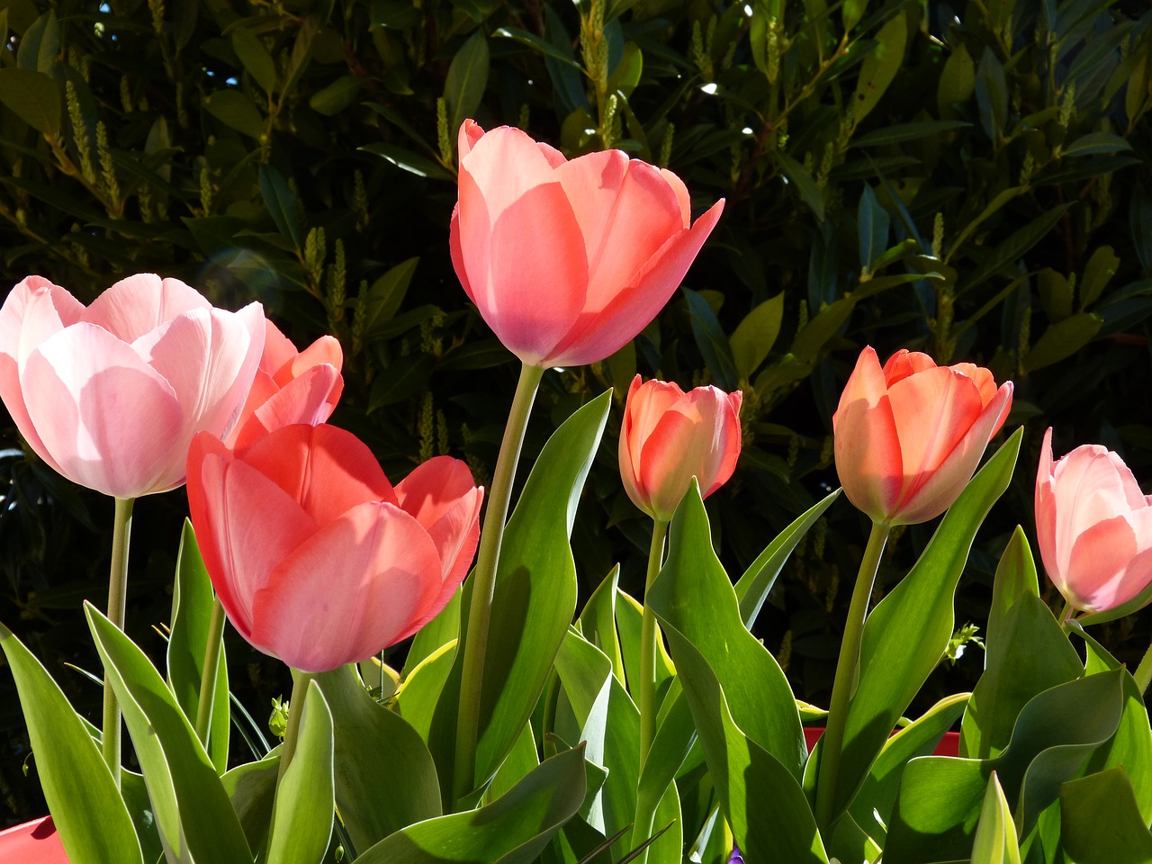 plant tulip flower free photo