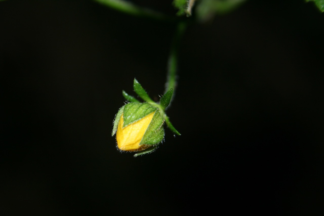 plant flower yellow free photo