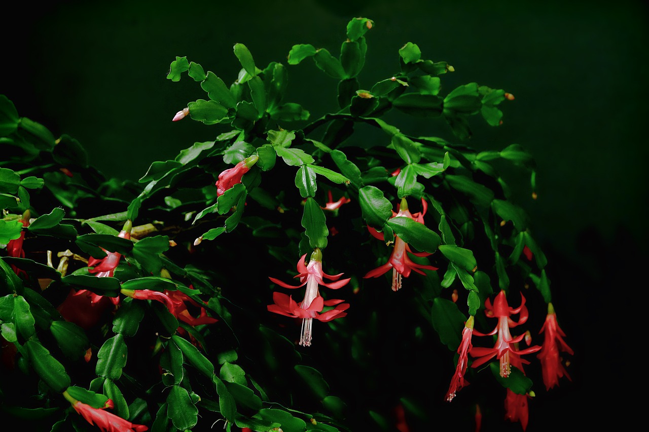 Christmas Cactus растение