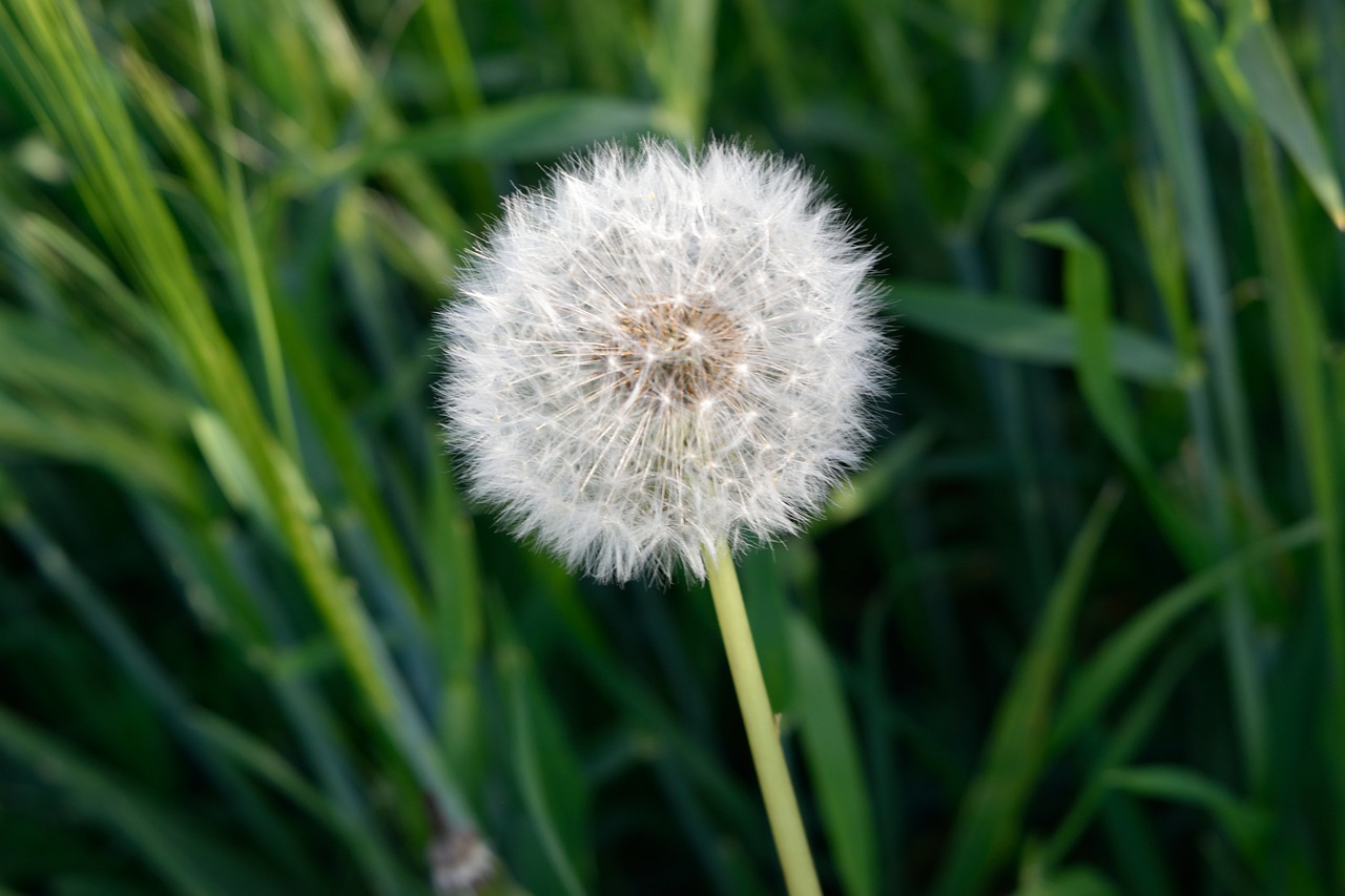 plant lawn nature free photo