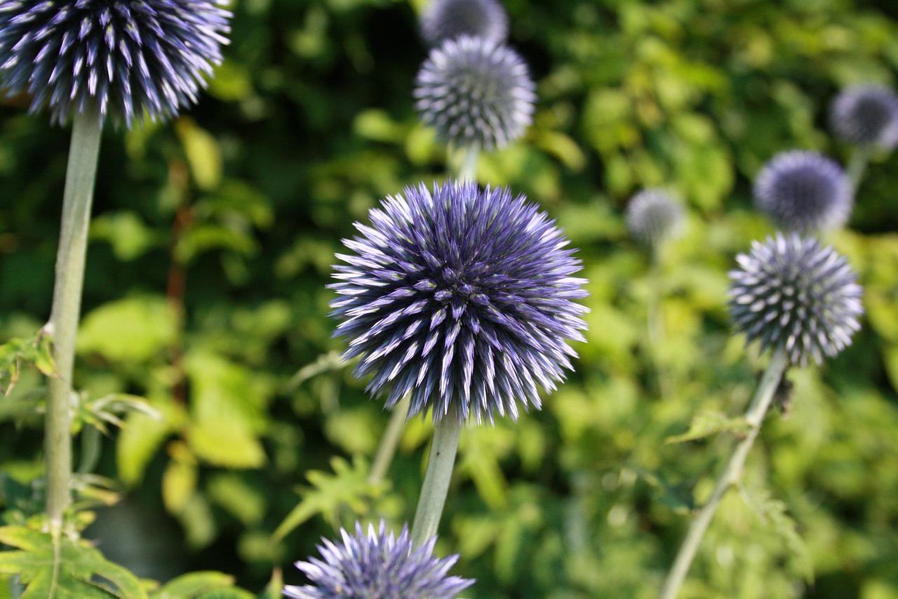 plant summer thistle free photo