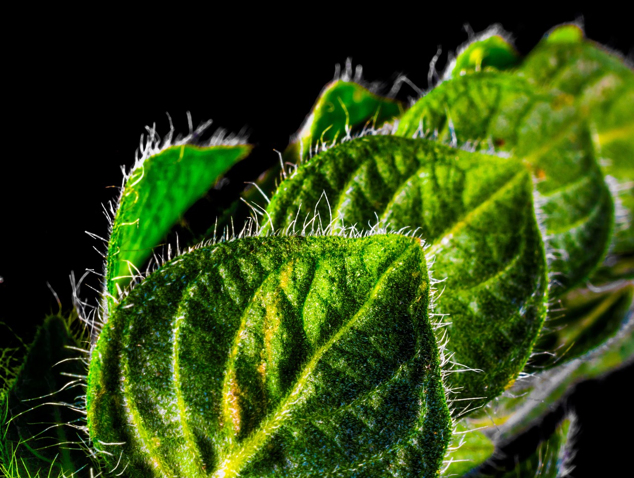 plant weed leaves free photo