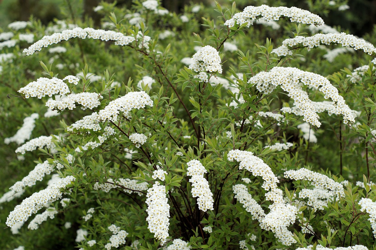 plant bush white free photo