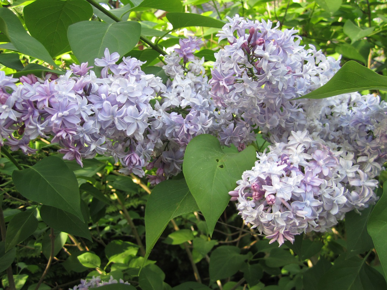 plant lilac flowers free photo