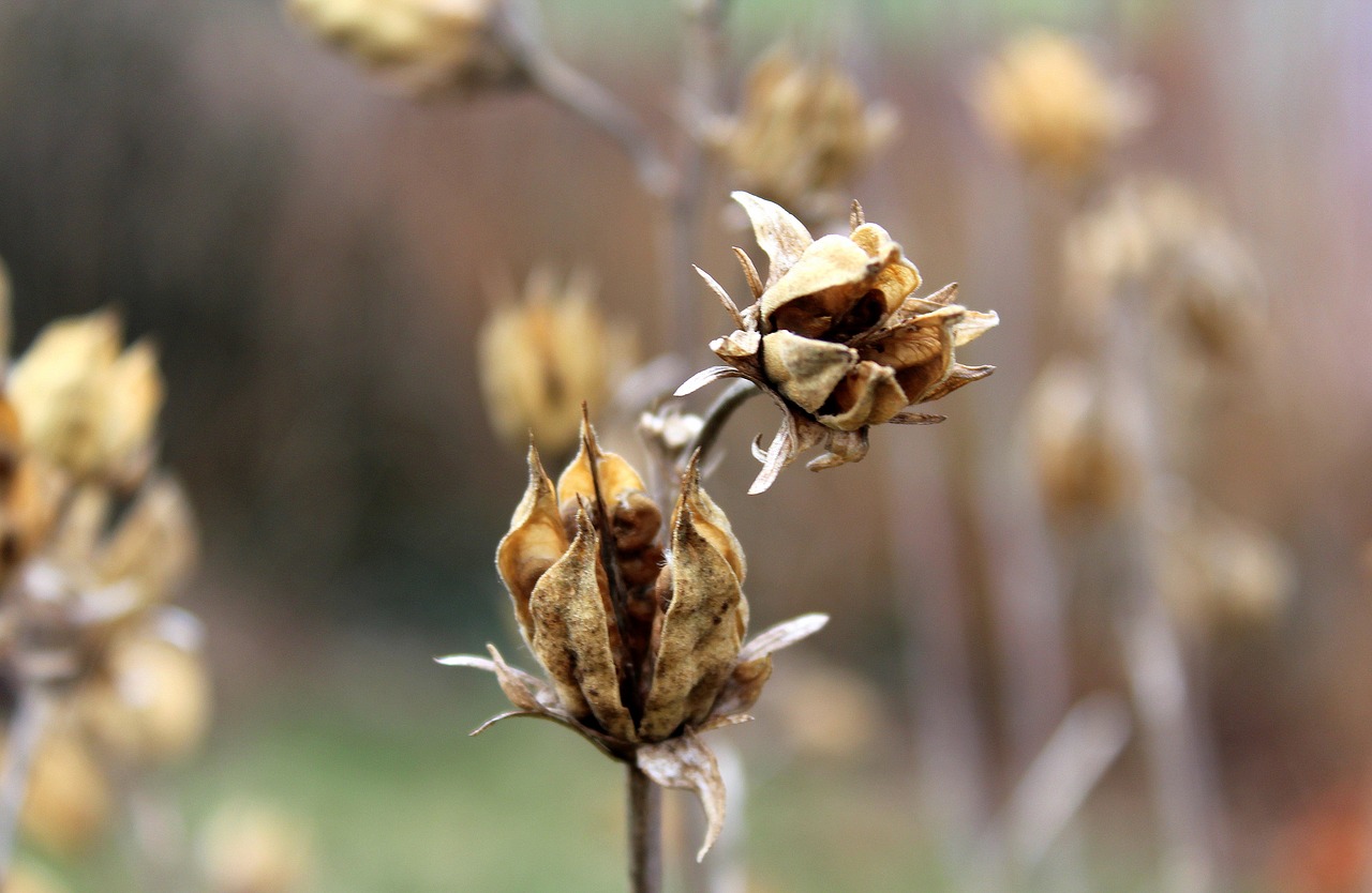 plant dry nature free photo