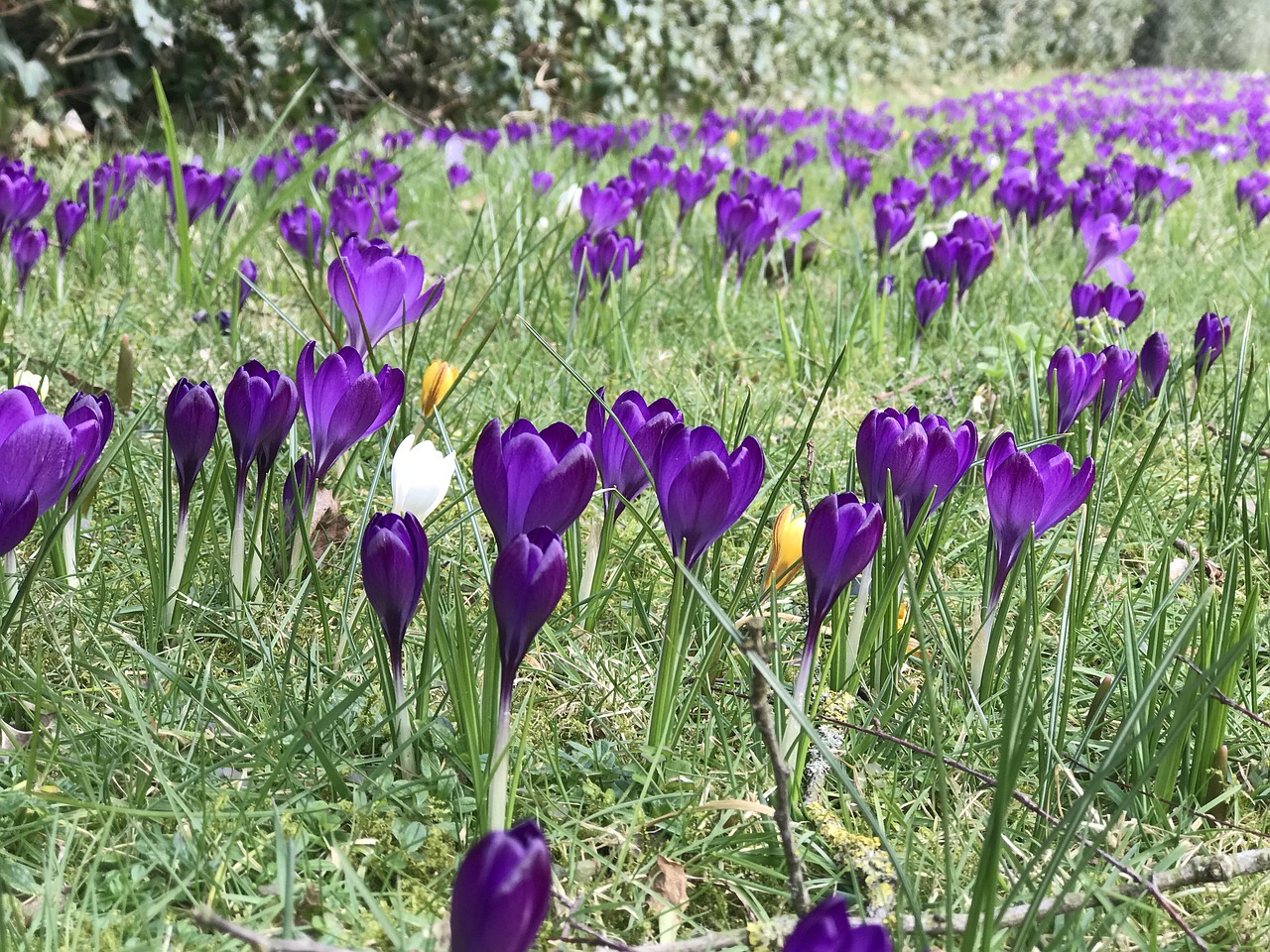 plant nature field free photo