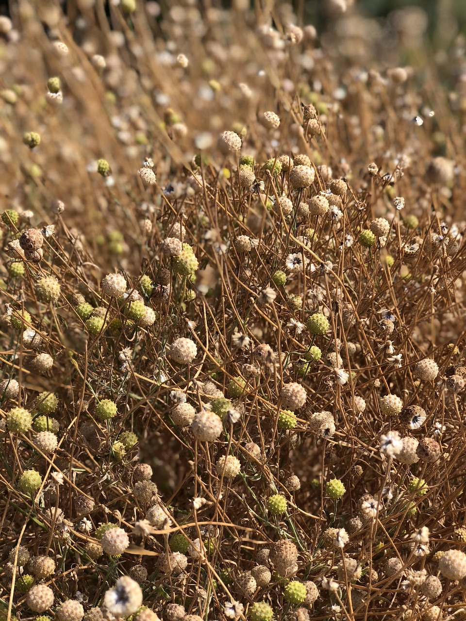 plant agriculture nature free photo