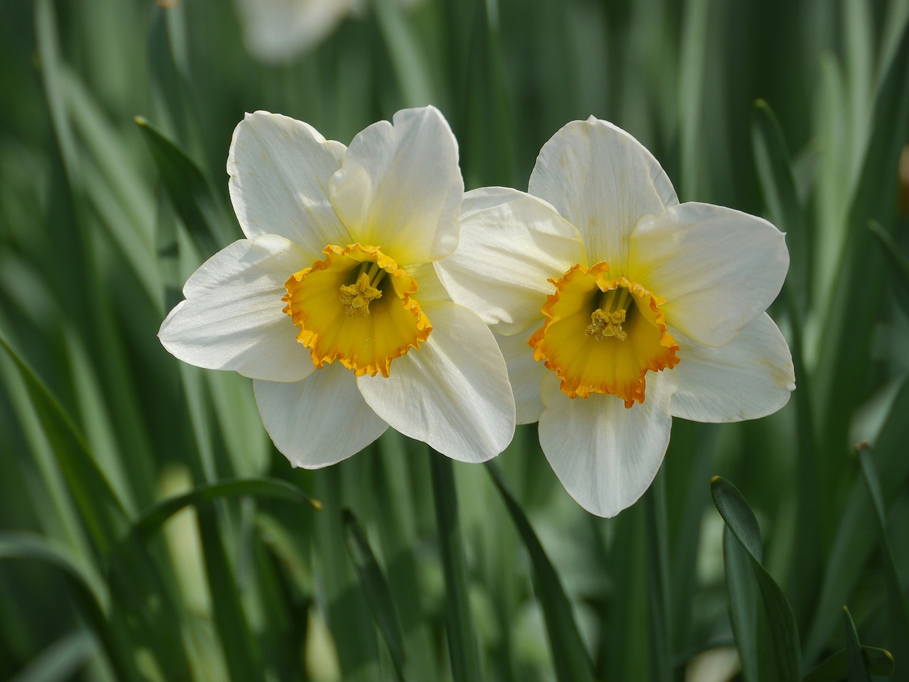 plant narcissus pseudonarcissus easter free photo