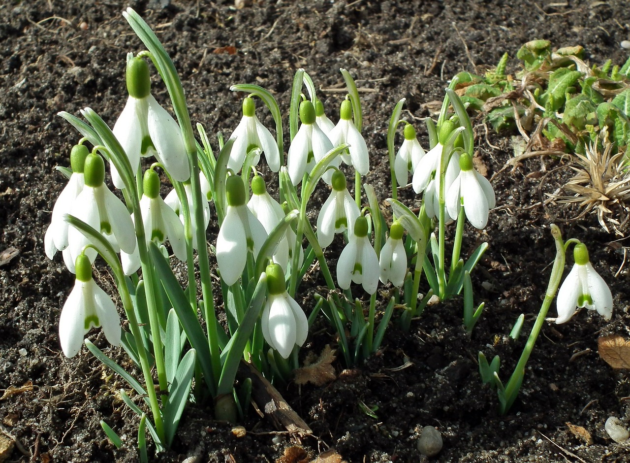 plant flower snowdrops free photo