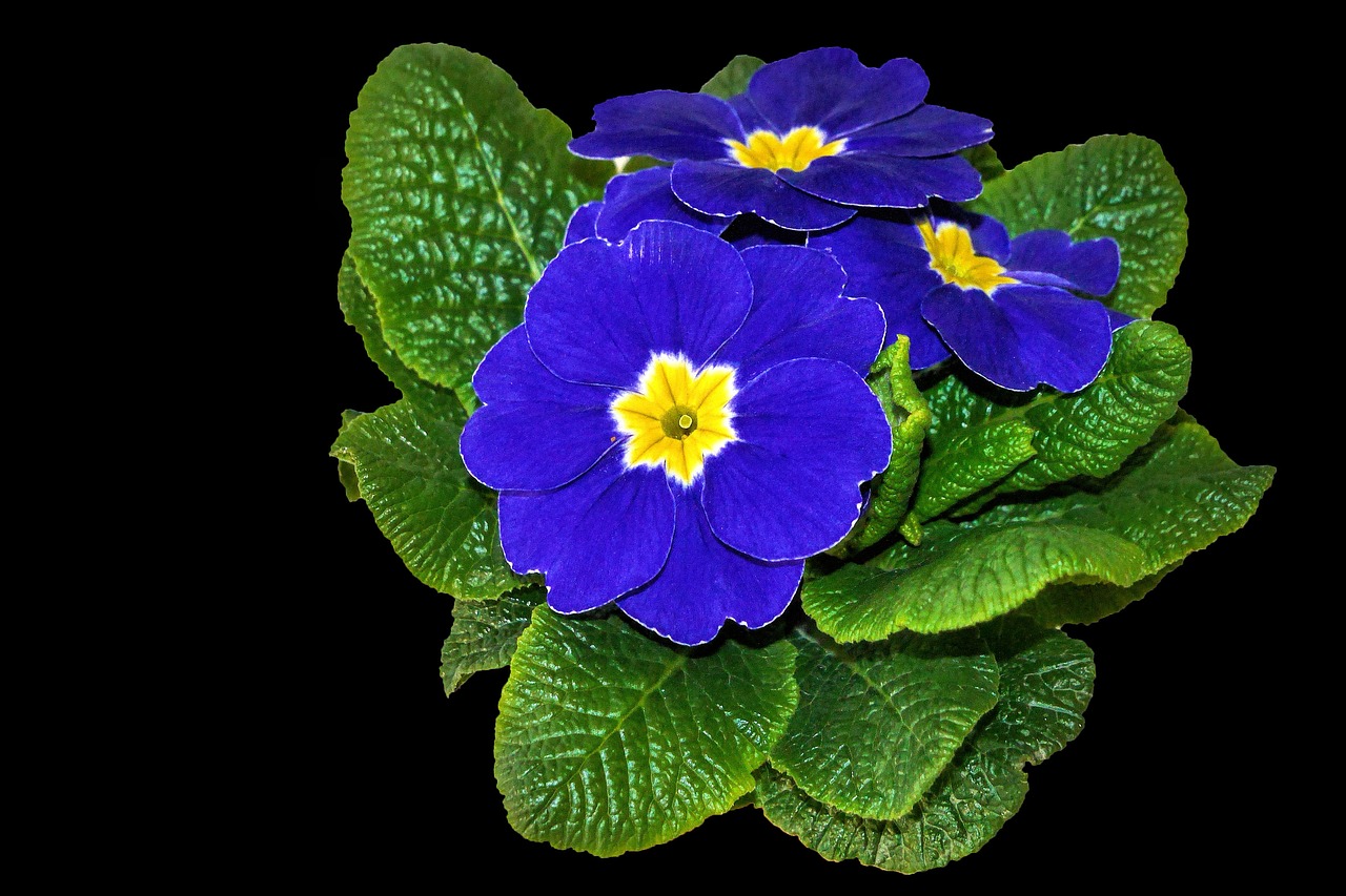 plant primrose blue free photo