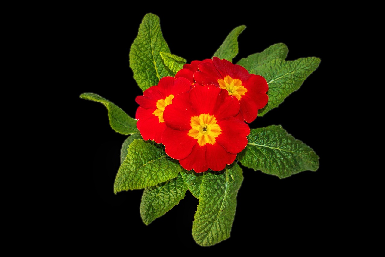 plant primrose flowers free photo