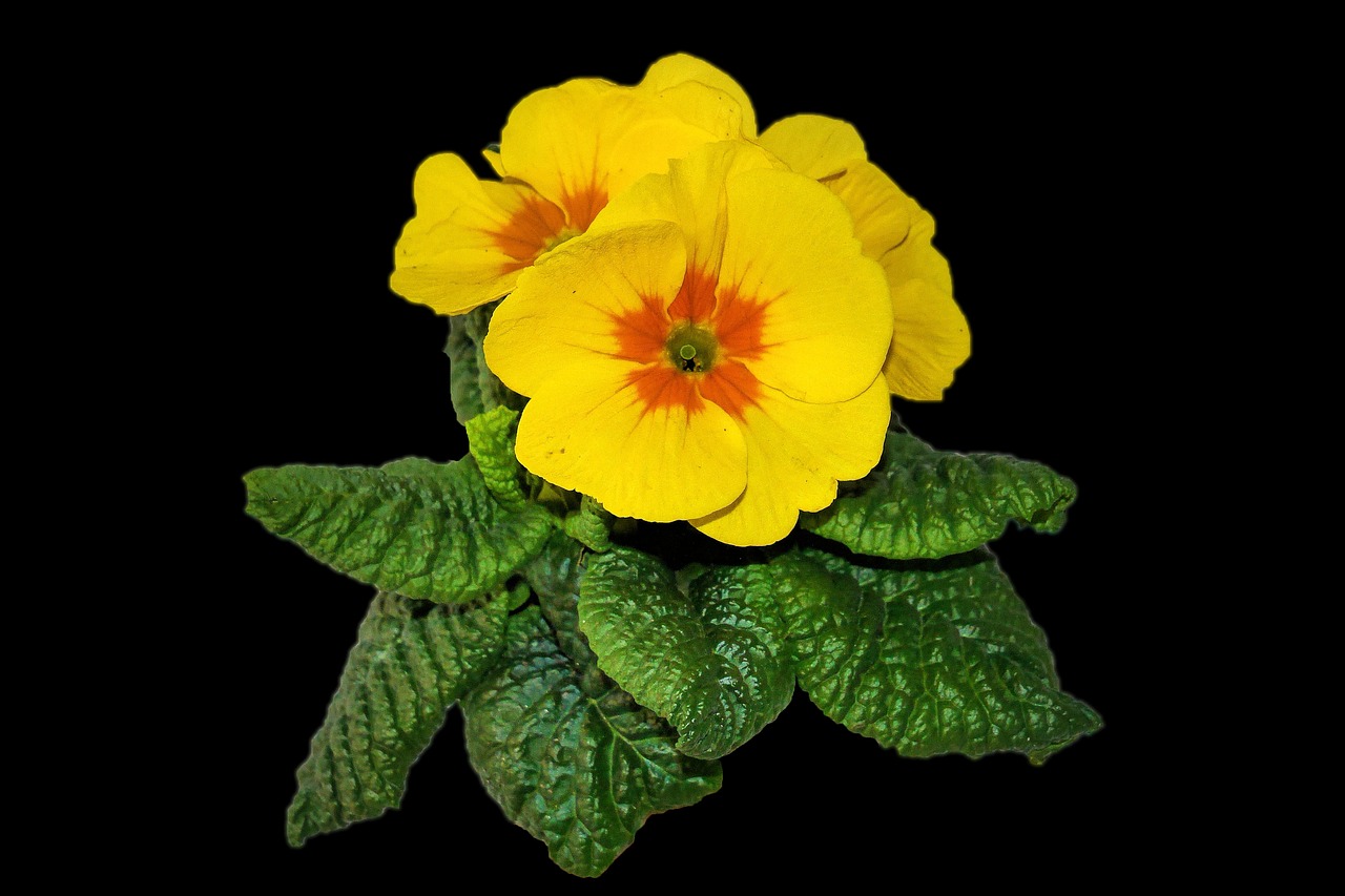 plant primrose flowers free photo