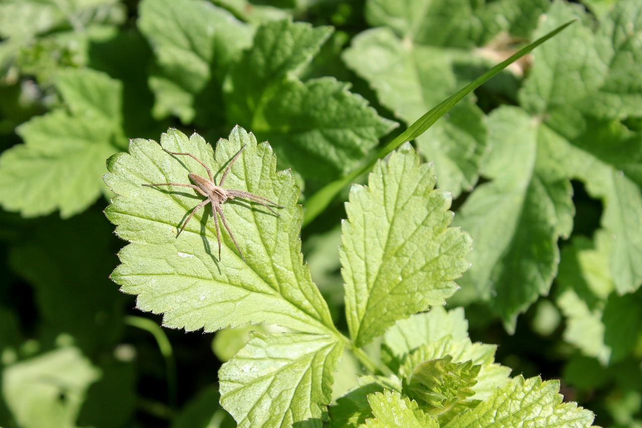 plant nature leaf free photo