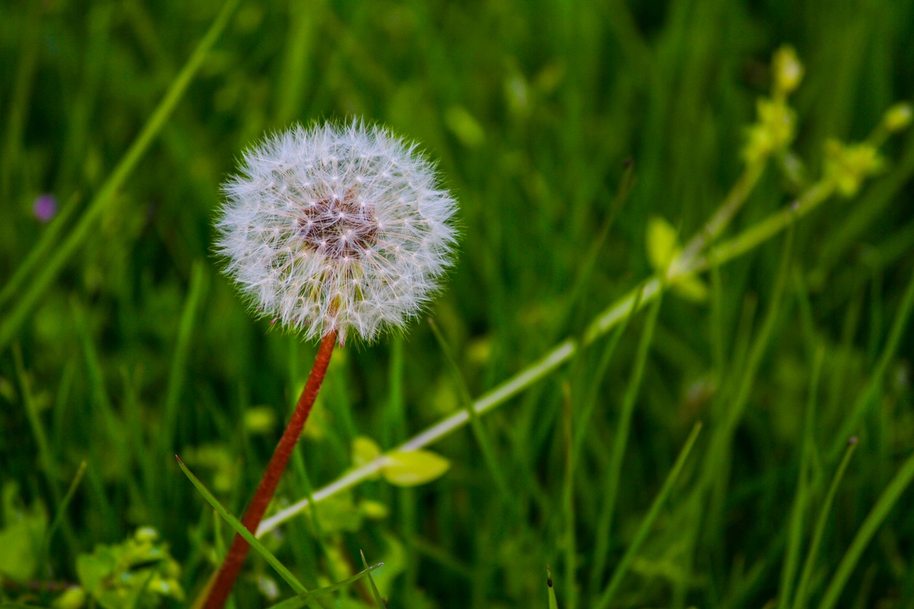 plant down green free photo