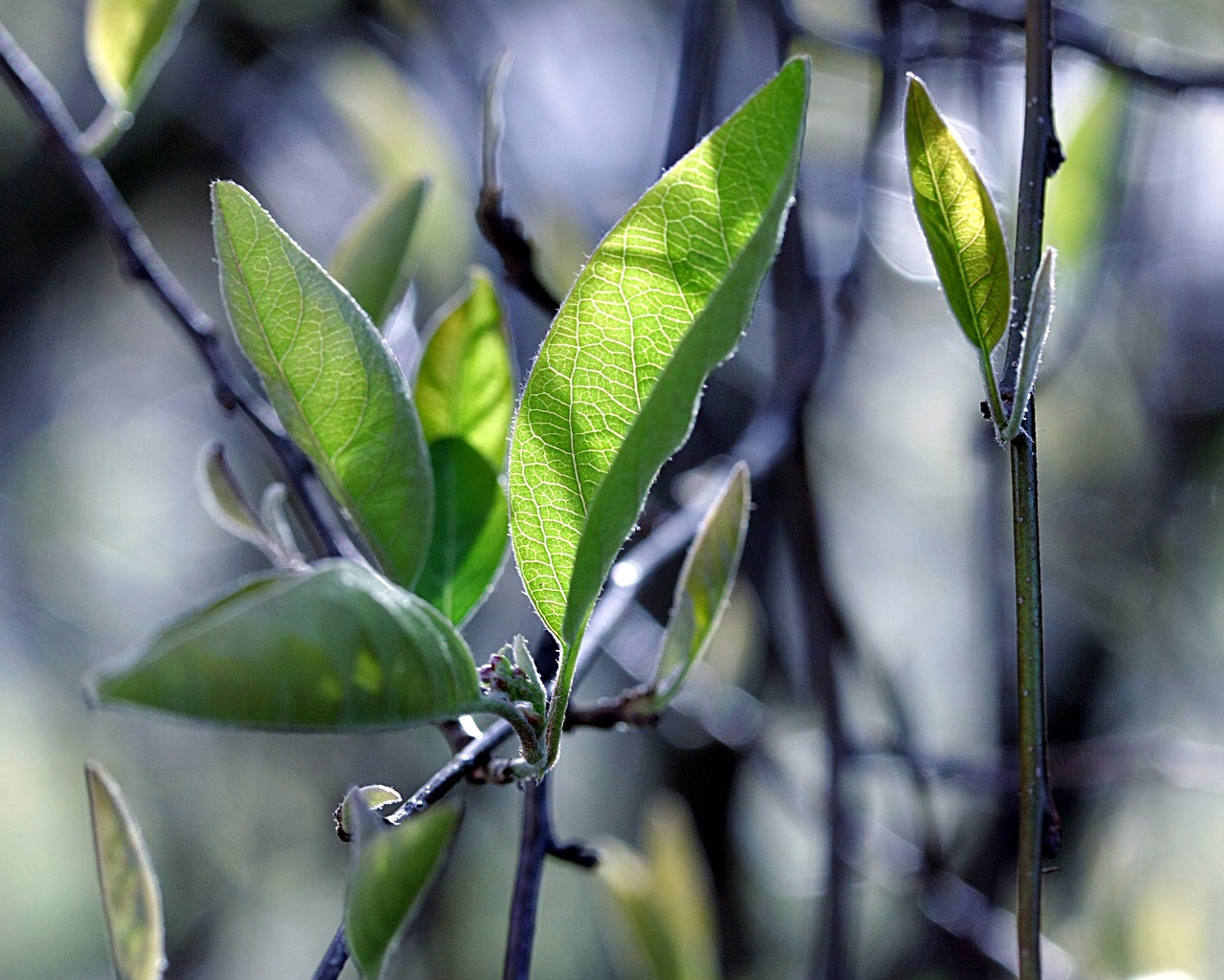 plant leaf growth free photo