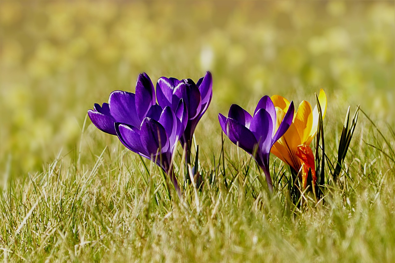 plant low crocus free photo