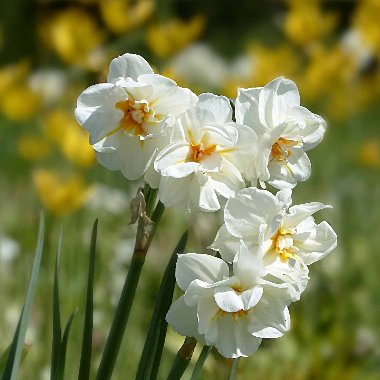plant flower narcissus free photo