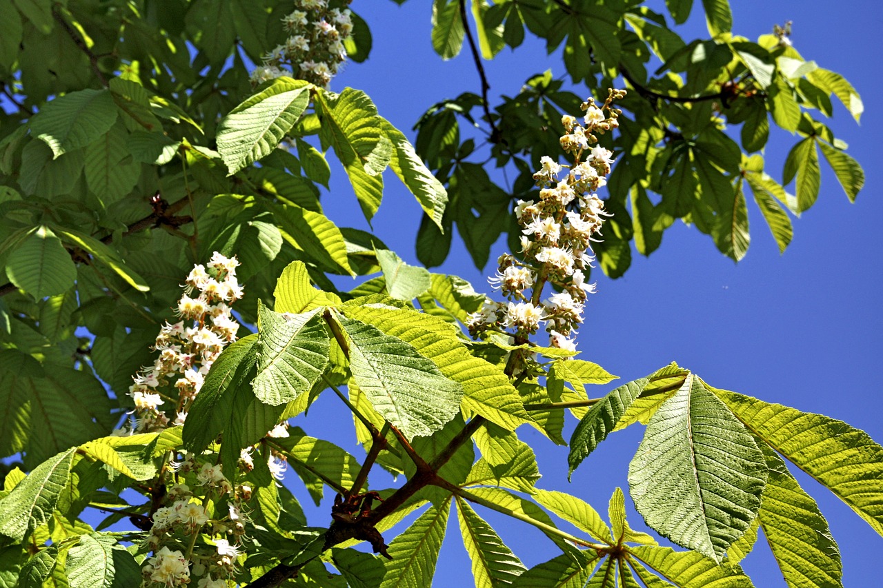 plant tree nature free photo