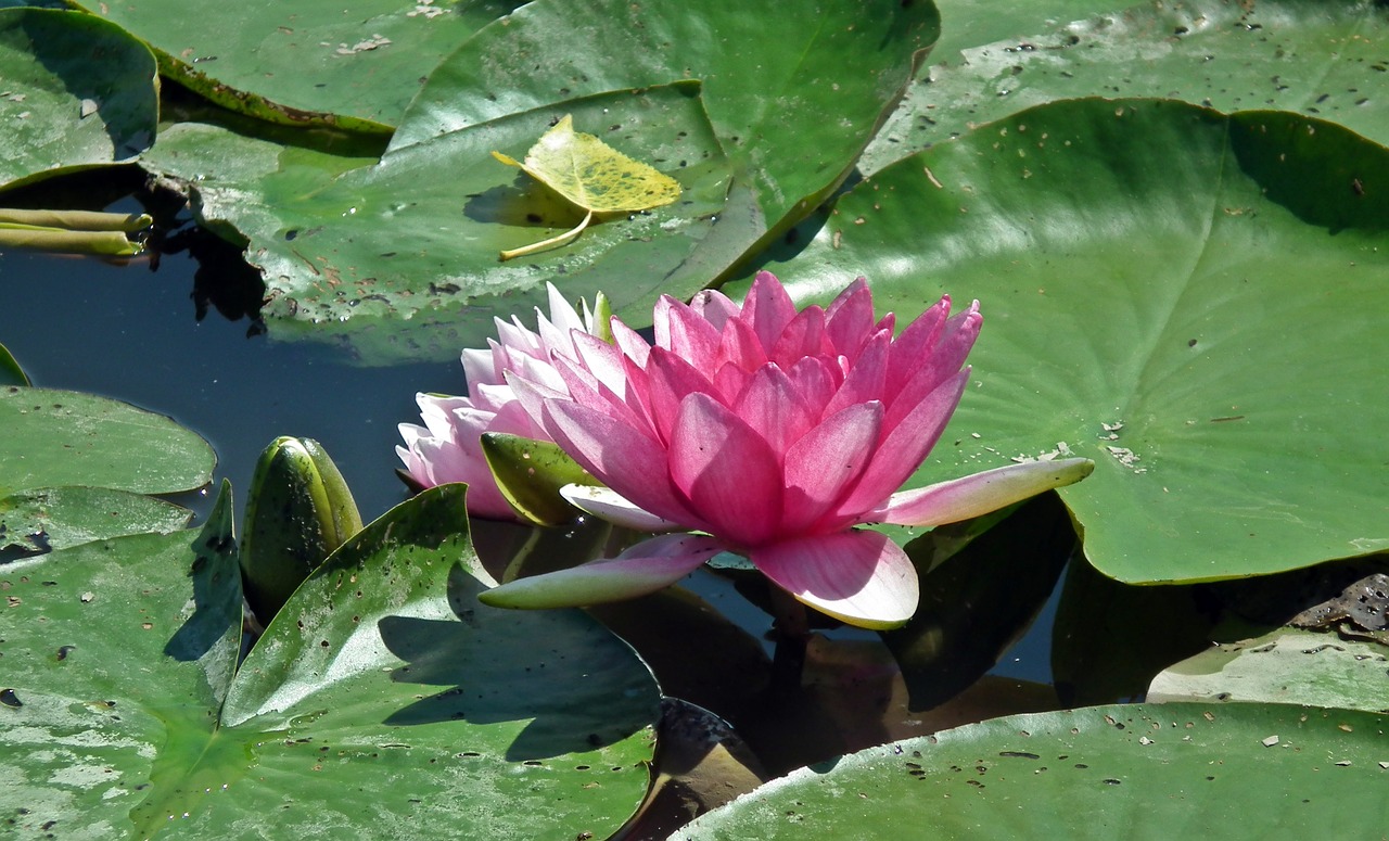 plant water lily leaf free photo