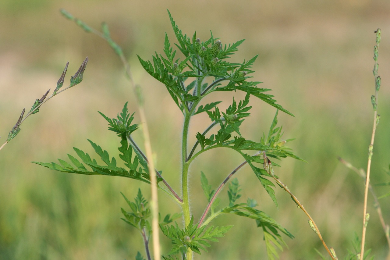 plant nature leaf plants free photo