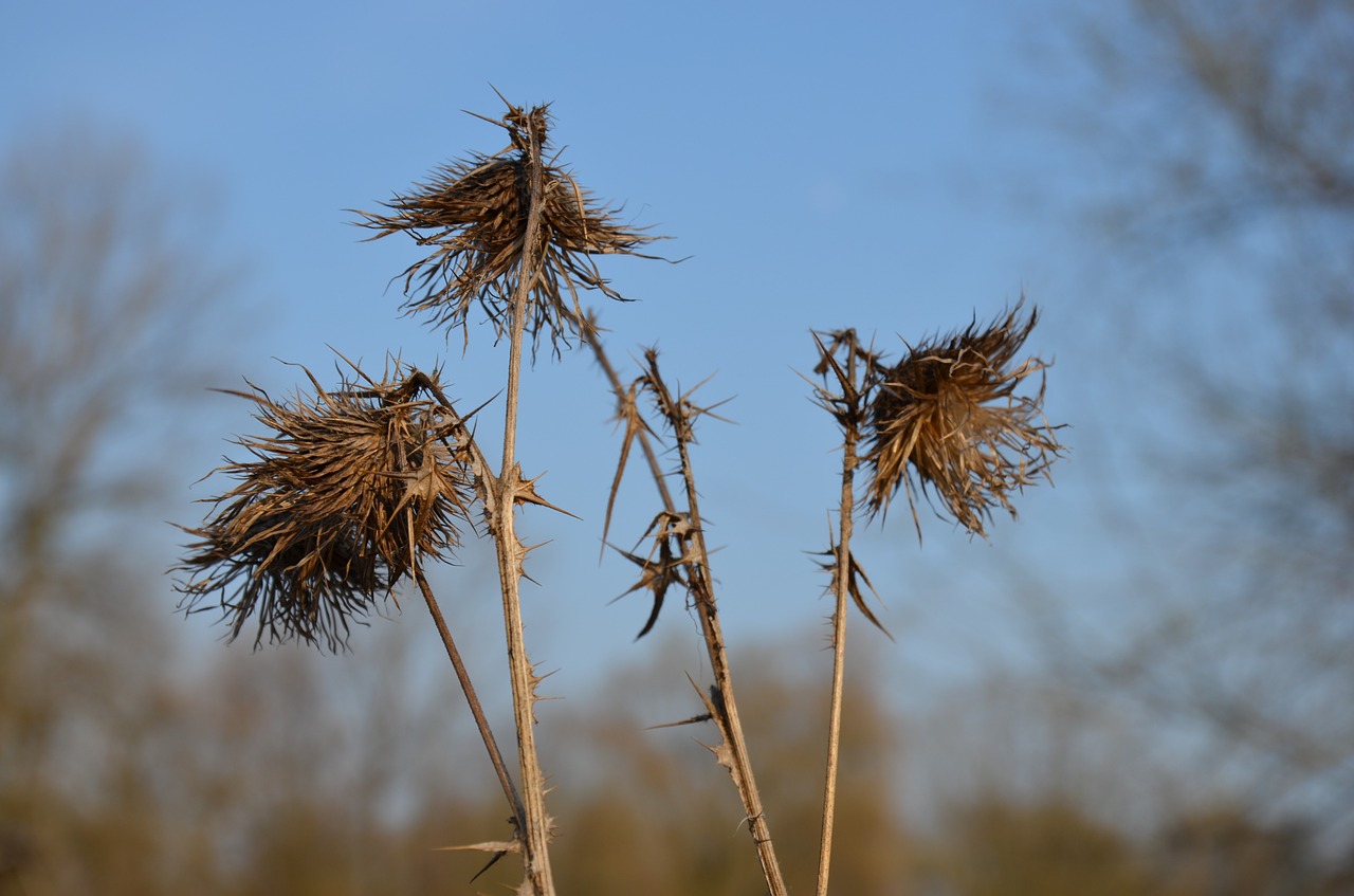 plant thistle nature free photo