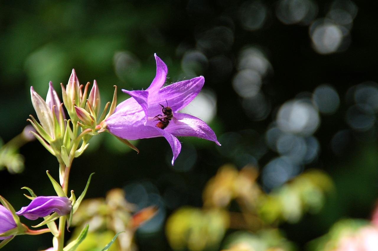 plant nature garden free photo