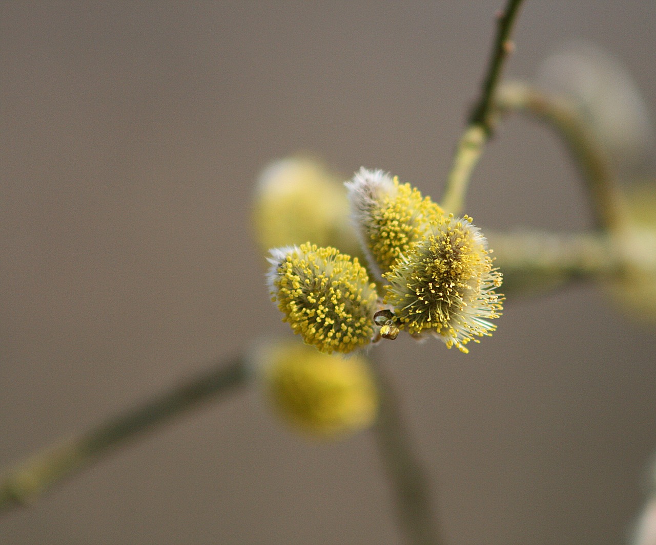 plant flower nature free photo