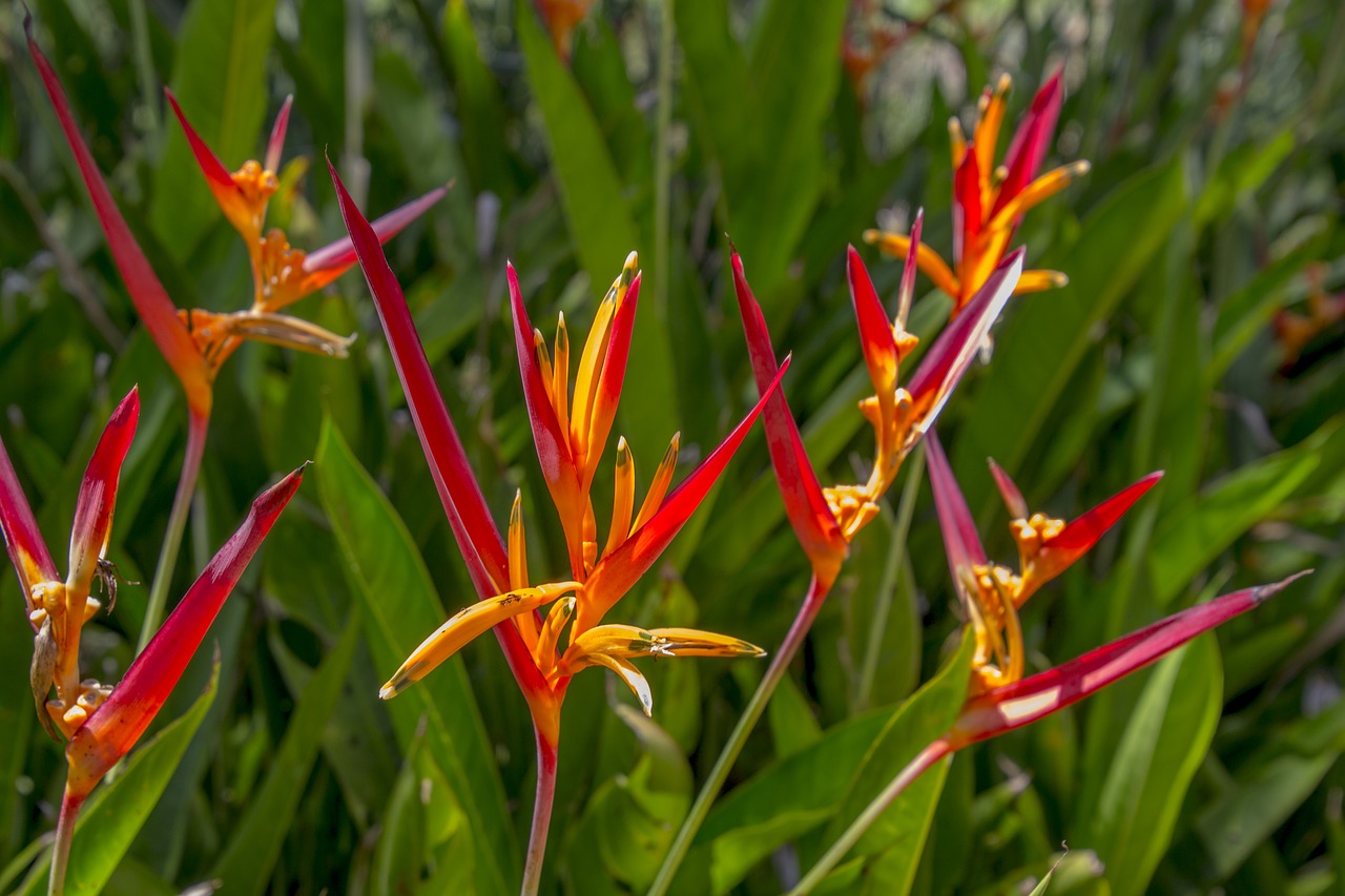 plant flower nature free photo