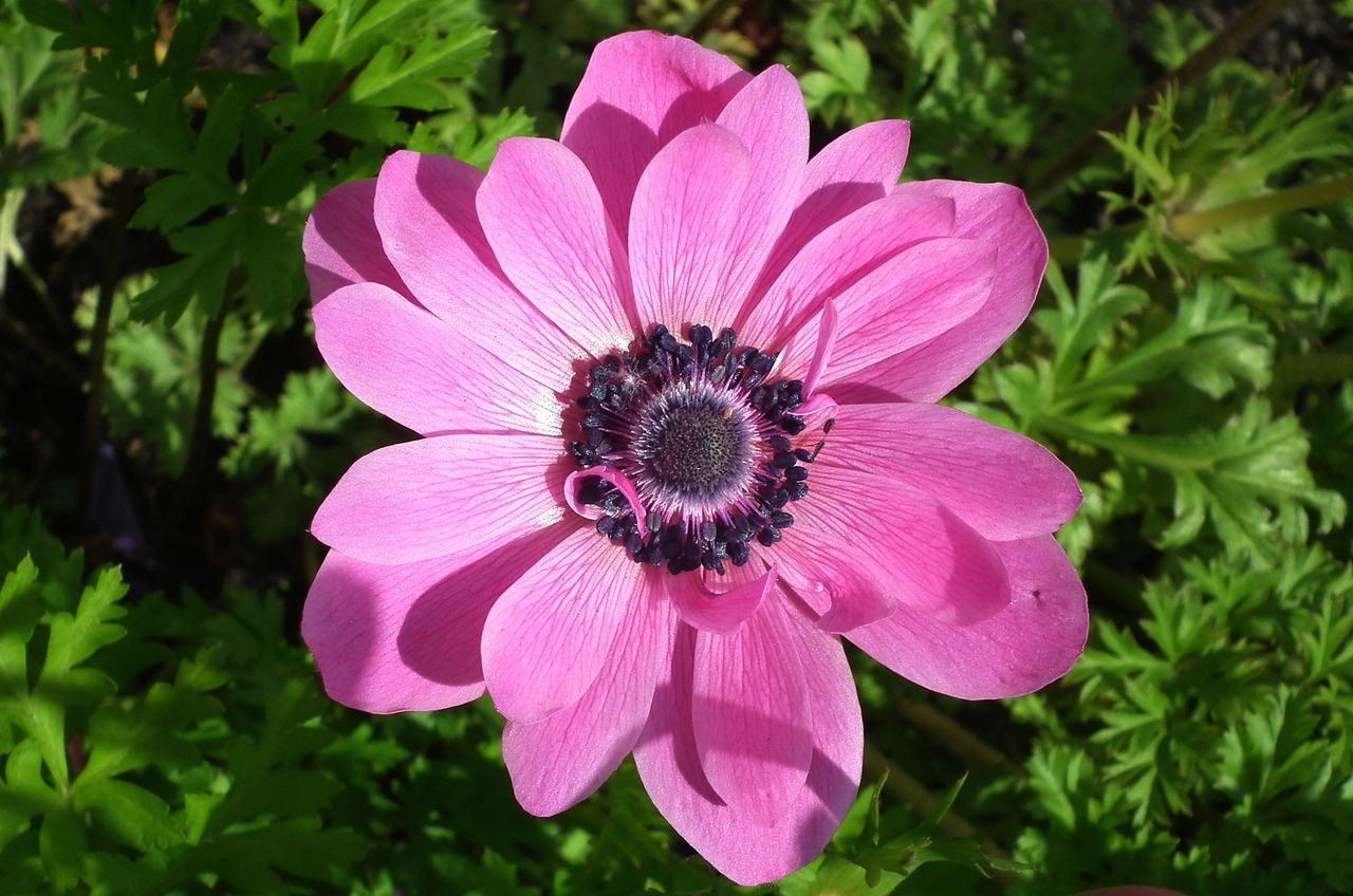 plant flower pink free photo