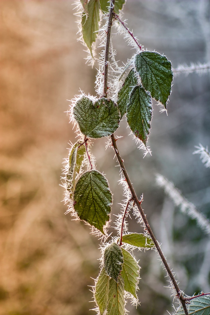 plant nature leaf free photo