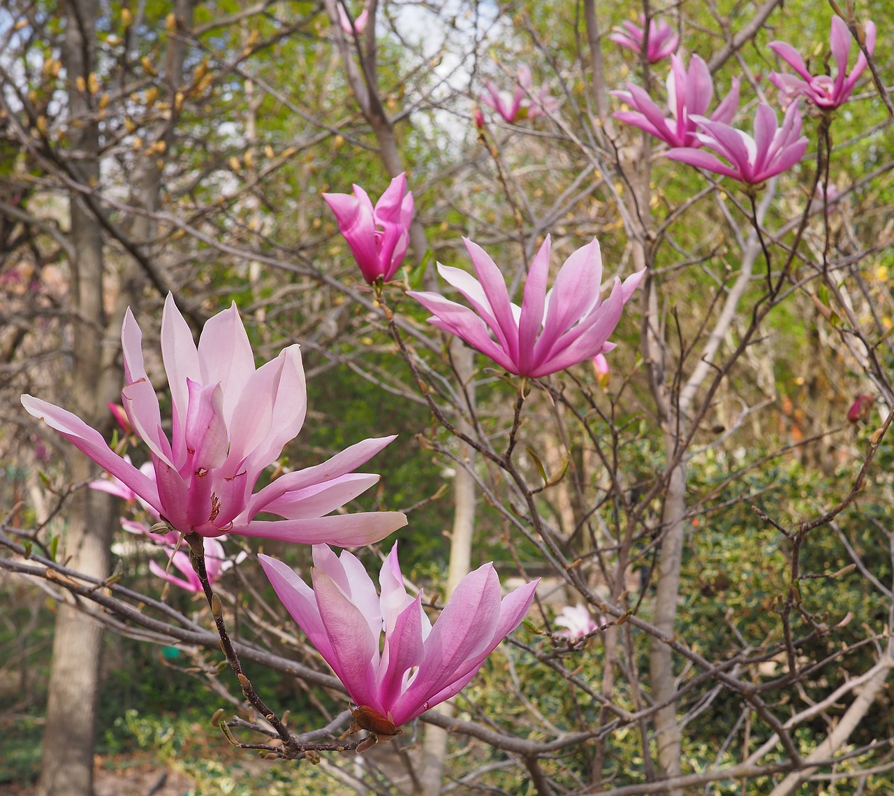 plant flowers magnolia free photo