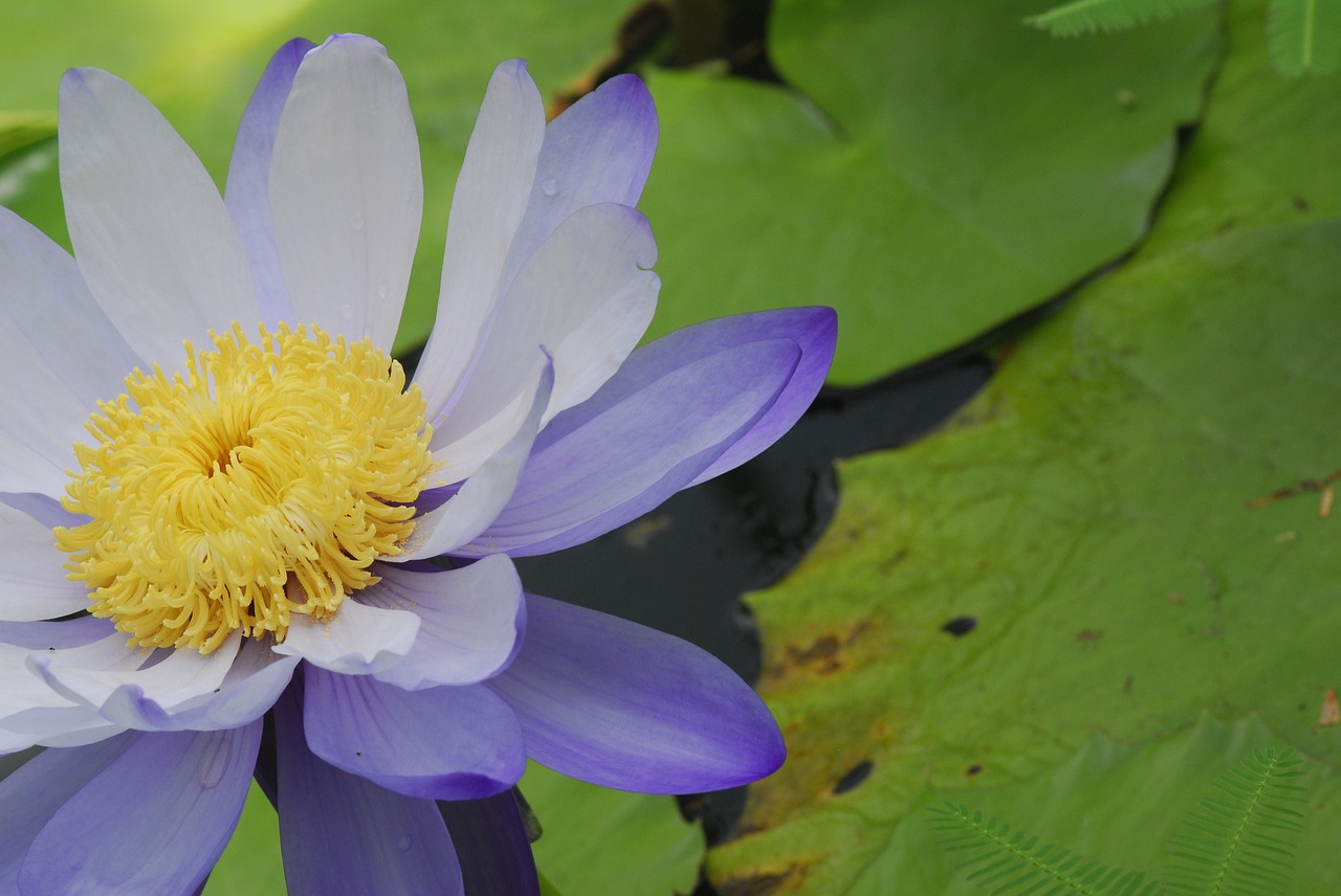 plant flower lotus free photo