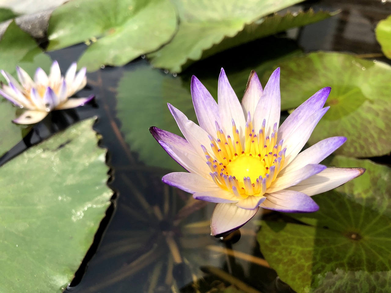 plant flower lotus free photo