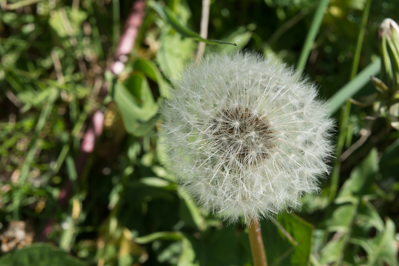 plant dandelion seeds free photo