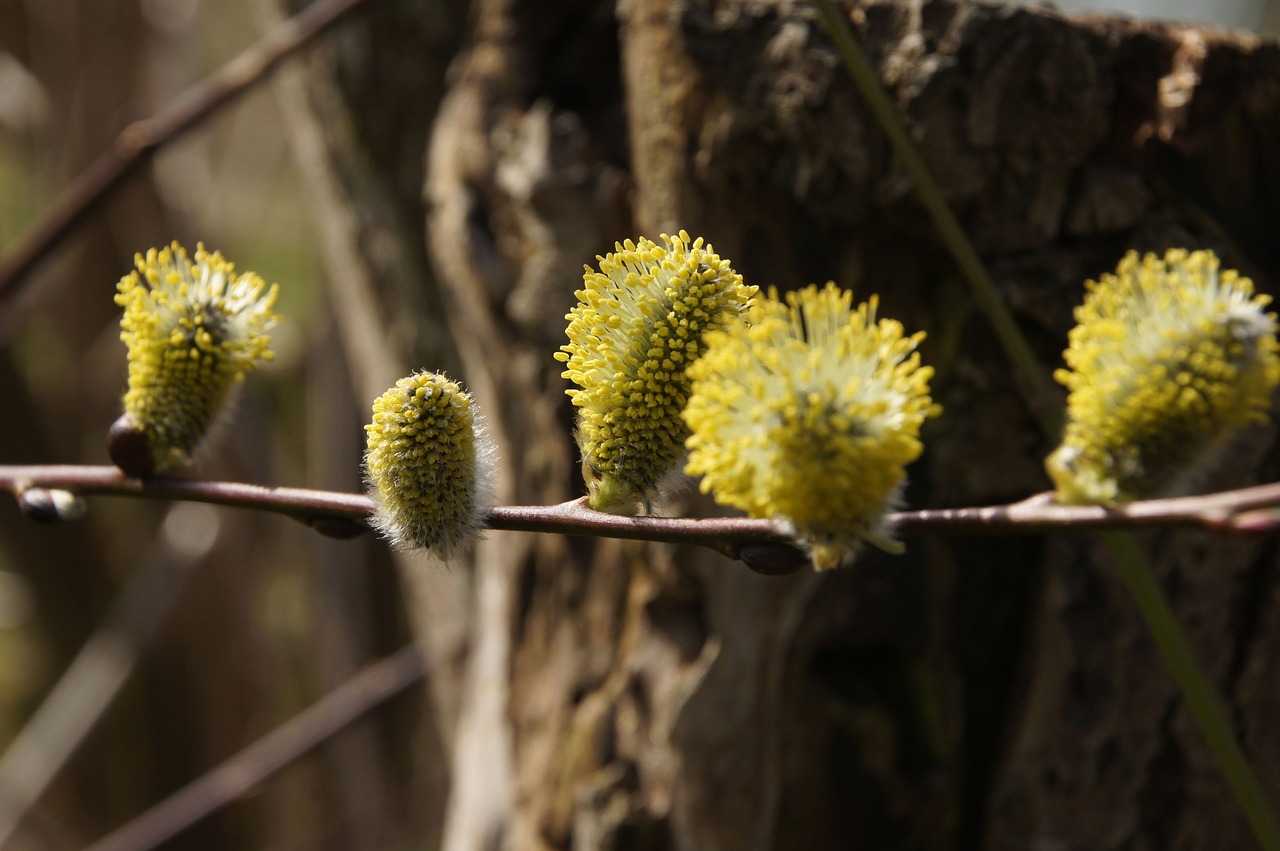 plant nature tree free photo