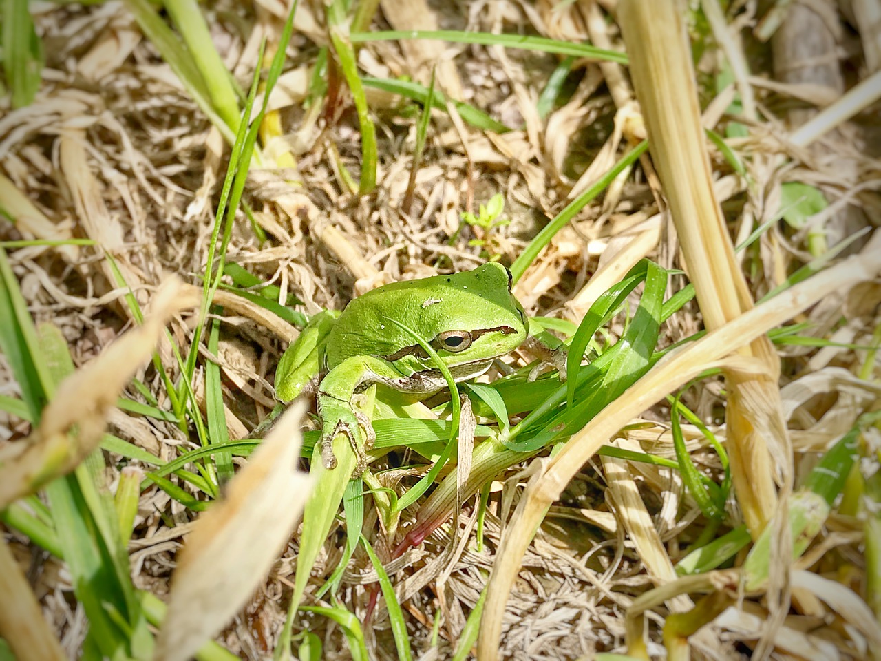 plant nature leaves free photo