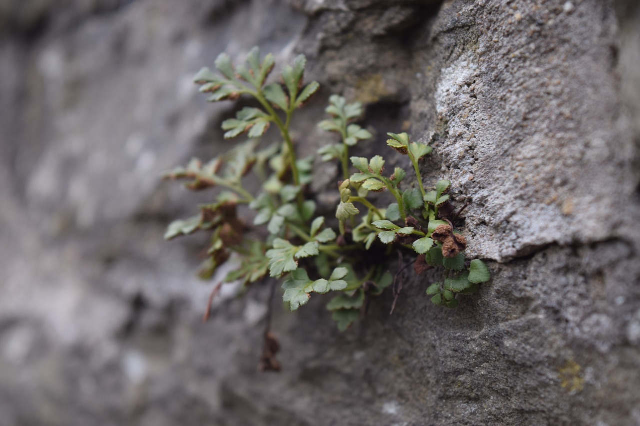 plant leaf nature free photo