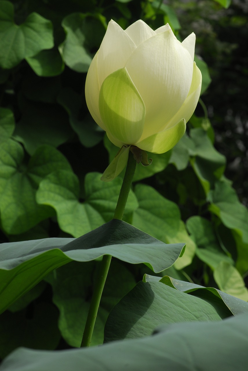 plant leaf flower free photo