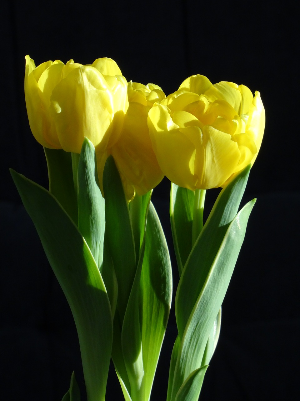 plant tulip yellow free photo