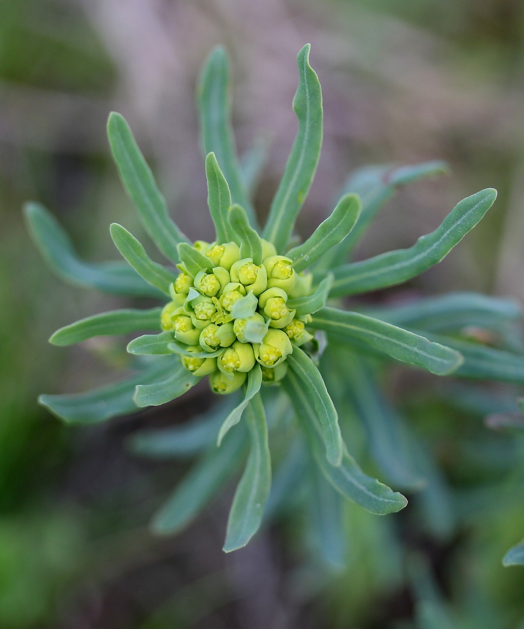 plant milk primrose green free photo